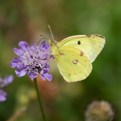 ZUIDELIJKE LUZERNEVLINDER - Colias alfacariensis - BERGER'S CLOUDED YELLOW - FLUORÉ
