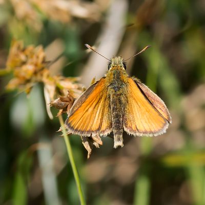 ESSEX SKIPPER - Thymelicus lineola - ZWARTSPRIETDIKKOPJE