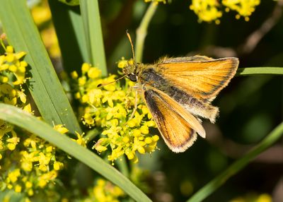 ESSEX SKIPPER - Thymelicus lineola - ZWARTSPRIETDIKKOPJE