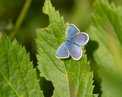 HEIDEBLAUWTJE- Plebejus argus - SILVER-STUDDED BLUE - PETIT ARGUS