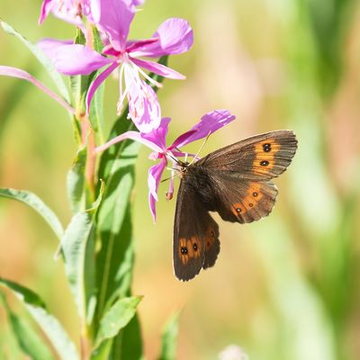  BOSEREBIA - Erebia ligea - ARRAN BROWN - MOIRÉ BLANC-FASCIÉ