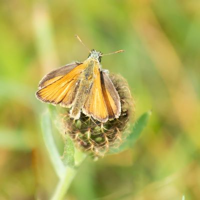 SMALL SKIPPER - Thymelicus sylvestris - GEELSPRIETDIKKOPJE