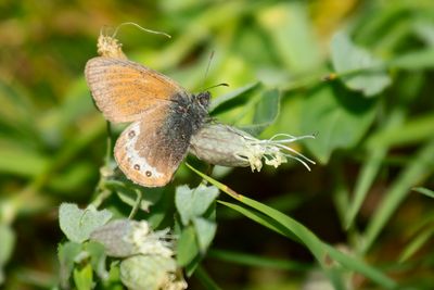 ALPENHOOIBEESTJE- Coenonympha gardetta - ALPINE HEATH - SATYRION