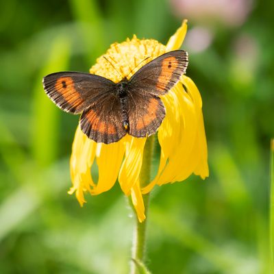 LARGE RINGLET - Erebia euryale - GROTE EREBIA