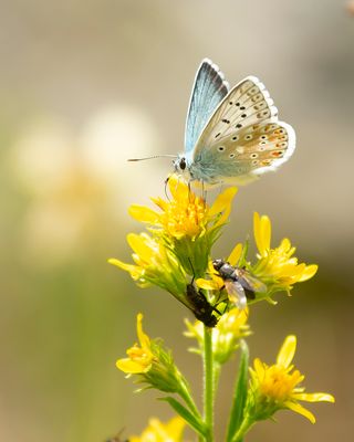 CHALKHILL BLUE - Lysandra coridon - BLEEK BLAUWTJE