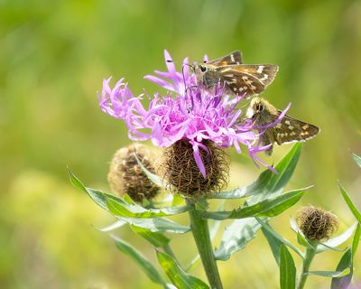 SILVER-SPOTTED SKIPPER - Hesperia comma - KOMMAVLINDER