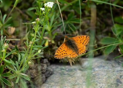 BERGPARELMOERVLINDER - Boloria napaea - MOUNTAIN FRITILLARY - NACRÉ DES RENOUÉES