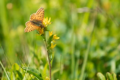 BERGPARELMOERVLINDER - Boloria napaea - MOUNTAIN FRITILLARY - NACRÉ DES RENOUÉES