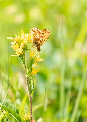BERGPARELMOERVLINDER - Boloria napaea - MOUNTAIN FRITILLARY - NACRÉ DES RENOUÉES