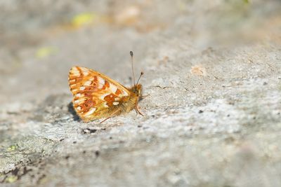 HERDERSPARELMOERVLINDER - Boloria pales - SHEPHERD'S FRITILLARY - NACRÉ SUBALPIN
