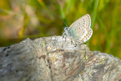 VALS HEIDEBLAUWTJE - Plebejus idas - IDAS BLUE - MOYEN ARGUS