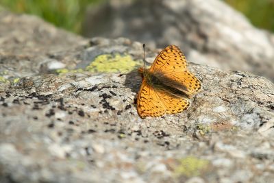 BERGPARELMOERVLINDER - Boloria napaea - MOUNTAIN FRITILLARY - NACRÉ DES RENOUÉES