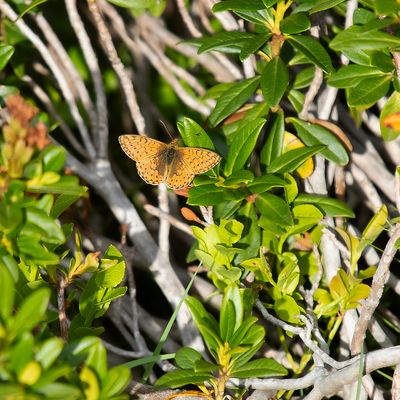 BERGPARELMOERVLINDER - Boloria napaea - MOUNTAIN FRITILLARY - NACRÉ DES RENOUÉES