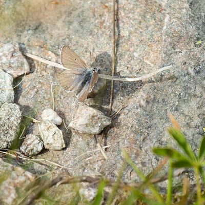 ALPENBLAUWTJE - Agriades orbitulus - ALPINE BLUE - AZURÉ ALPIN