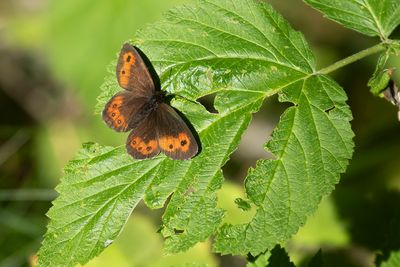 LARGE RINGLET - Erebia euryale - GROTE EREBIA