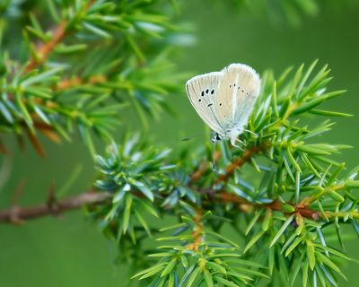 DAMON BLUE - Polyommatus damon - WITSTREEPBLAUWTJE