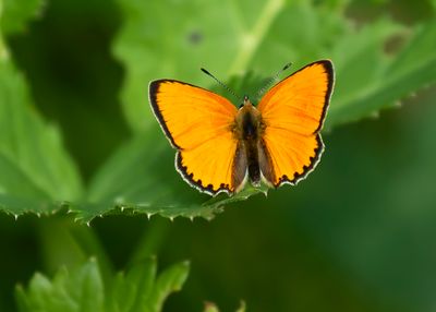 MORGENROOD - Lycaena virgaureae - SCARCE COPPER - CUIVRÉ DE LA VERGE-D'OR