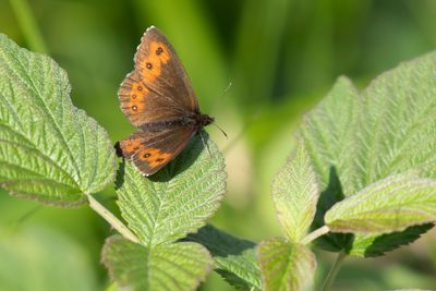  GROTE EREBIA - Erebia euryale -  LARGE RINGLET - MOIRÉ FRANCHE PIE
