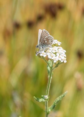 NOORDELIJK MANSSCHILDBLAUWTJE - Agriades glandon - GLANDON BLUE - AZURÉ DES SOLDANELLES