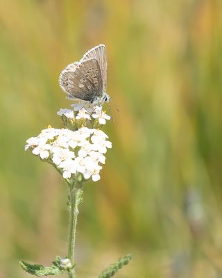 NOORDELIJK MANSSCHILDBLAUWTJE - Agriades glandon - GLANDON BLUE - AZURÉ DES SOLDANELLES