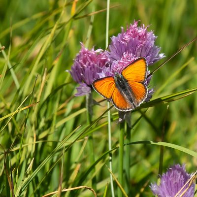 RODE VUURVLINDER SSP. EURYDAME - Lycaena hippothoe eurydame - PURPLE-EDGED COPPER - CUIVRÉ ÉCARLATE