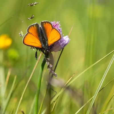 RODE VUURVLINDER SSP. EURYDAME - Lycaena hippothoe eurydame - PURPLE-EDGED COPPER - CUIVRÉ ÉCARLATE