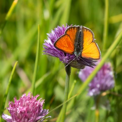 RODE VUURVLINDER SSP. EURYDAME - Lycaena hippothoe eurydame - PURPLE-EDGED COPPER - CUIVRÉ ÉCARLATE