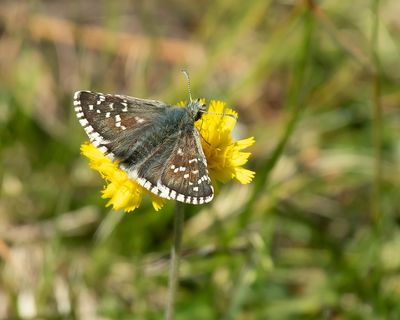 OLIVE SKIPPER - Pyrgus serratulae - VOORJAARSSPIKKELDIKKOPJE