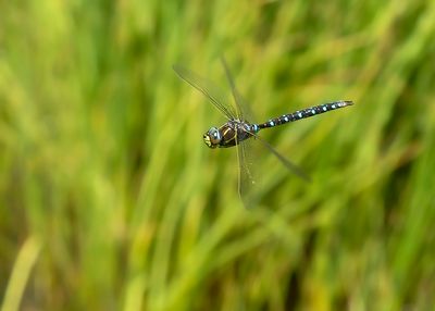 VENGLAZENMAKER - Aeshna juncea - COMMON HAWKER - AESCHNE DES JONCS