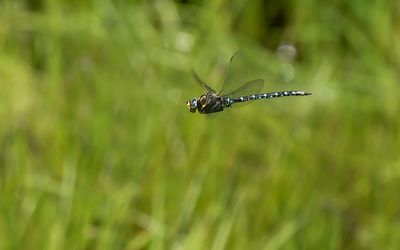 VENGLAZENMAKER - Aeshna juncea - COMMON HAWKER - AESCHNE DES JONCS