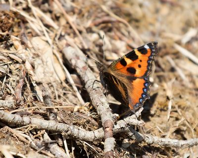SMALL TORTOISESHELL - Aglais urticae - KLEINE VOS