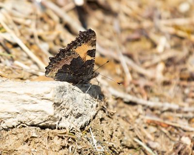 SMALL TORTOISESHELL - Aglais urticae - KLEINE VOS