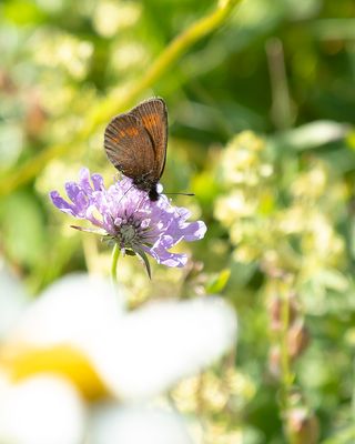 KLEINE BERGEREBIA - Erebia melampus - LESSER MOUNTAIN RINGLET - MOIRÉ DES PÂTURINS