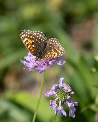 WOUDPARELMOERVLINDER - Melitaea diamina - FALSE HEATH FRITILLARY - MÉLITÉE NOIRÂTRE