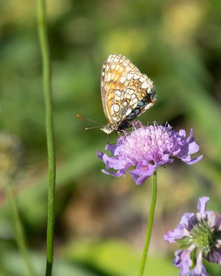 WOUDPARELMOERVLINDER - Melitaea diamina - FALSE HEATH FRITILLARY - MÉLITÉE NOIRÂTRE