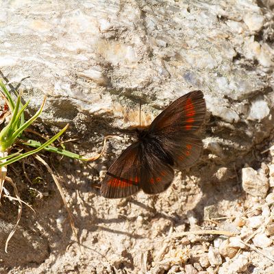 LESSER MOUNTAIN RINGLET - Erebia melampus - KLEINE BERGEREBIA