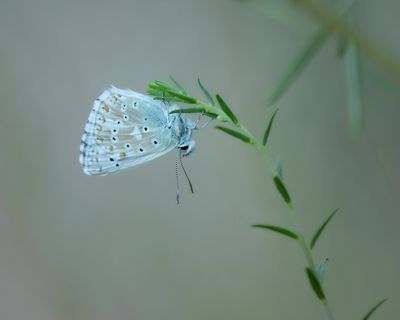 BLEEK BLAUWTJE - Lysandra coridon - CHALKHILL BLUE - BLEU NACRÉ