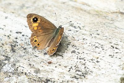 ROTSVLINDER - Lasiommata maera - LARGE WALL BROWN - NÉMUSIEN