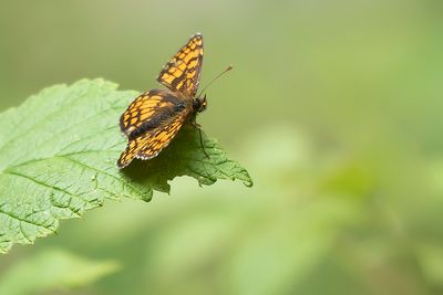 ZUIDELIJKE BOSPARELMOERVLINDER - Melitaea celadussa - SOUTHERN HEATH FRITILLARY - MÉLITÉE DE FRUHSTORFER