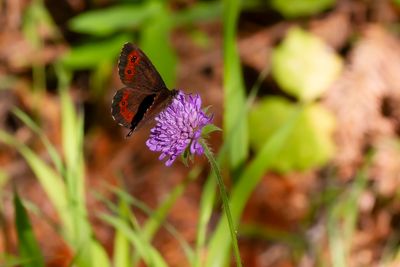 LARGE RINGLET - Erebia euryale - GROTE EREBIA 