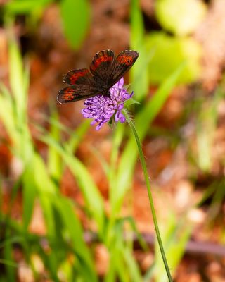 GROTE EREBIA - Erebia euryale -  LARGE RINGLET - MOIRÉ FRANCHE PIE