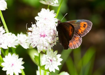 GROTE EREBIA - Erebia euryale -  LARGE RINGLET - MOIRÉ FRANCHE PIE