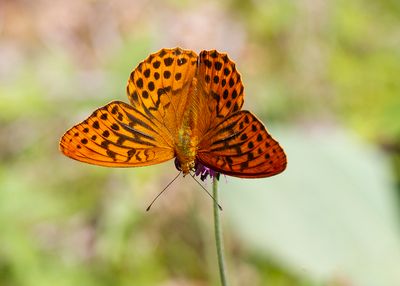 SILVER_WASHED FRITILLARY - Argynnis paphia - KEIZERSMANTEL