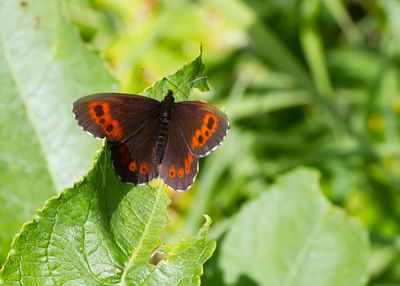 ARRAN BROWN - Erebia ligea - BOSEREBIA