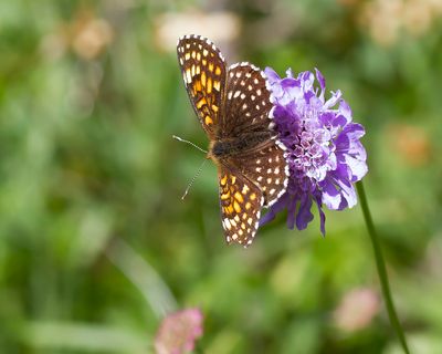 FALSE HEATH FRITILLARY - Melitaea diamina - WOUDPARELMOERVLINDER