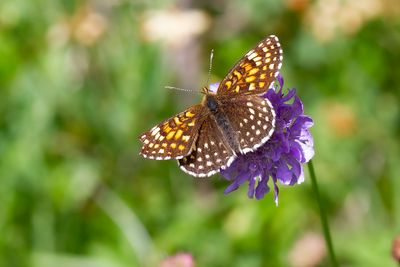 FALSE HEATH FRITILLARY - Melitaea diamina - WOUDPARELMOERVLINDER