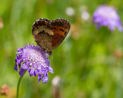GROTE EREBIA - Erebia euryale - LARGE RINGLET - MOIRÉ FRANCHE PIE