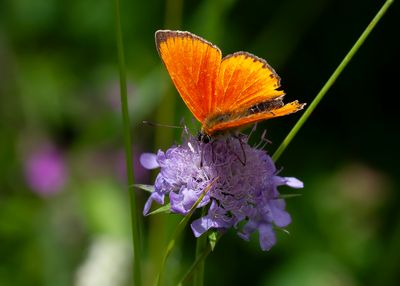 MORGENROOD - Lycaena virgaureae - SCARCE COPPER - CUIVRÉ DE LA VERGE-D'OR