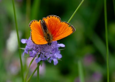 MORGENROOD - Lycaena virgaureae - SCARCE COPPER - CUIVRÉ DE LA VERGE-D'OR
