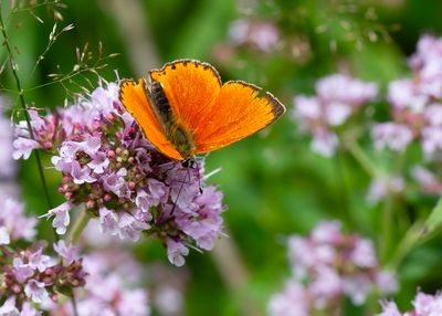 MORGENROOD - Lycaena virgaureae - SCARCE COPPER - CUIVRÉ DE LA VERGE-D'OR